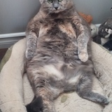 Entry image for LUMP