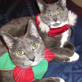 Entry image for Pete and Teddy