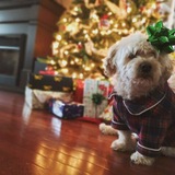 Entry image for Jasper 