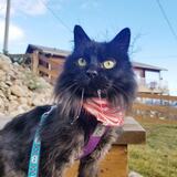 Entry image for Louie