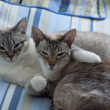 Entry image for Samantha