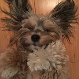 Entry image for Ziggy Sawada