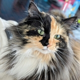 Entry image for Maci