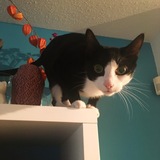 Entry image for Emmy