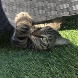 Entry image for Charlie 