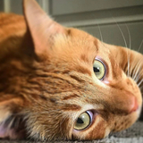 Entry image for Franklin 