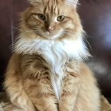 Entry image for Pumpkin