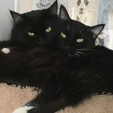 Entry image for Toby and Betty