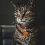 Entry image for Pepper