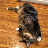 Entry image for Forrest