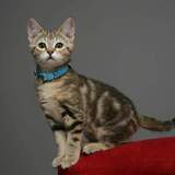 Entry image for Twix