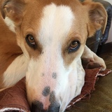 Entry image for Sadie