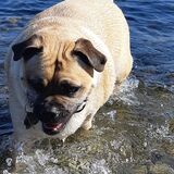 Entry image for Lily Bean 