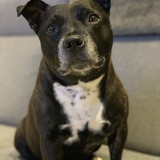 Entry image for Madden