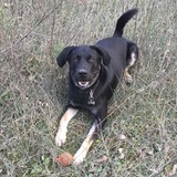 Entry image for Rascal