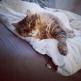 Entry image for Linden