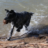 Entry image for Wyatt