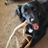 Entry image for Black Pearl