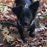 Entry image for Roxie