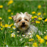 Entry image for Zuzu