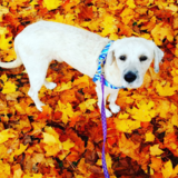 Entry image for Avocado