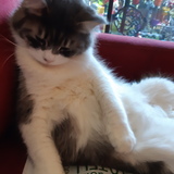 Entry image for Moustique