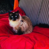 Entry image for La chipie