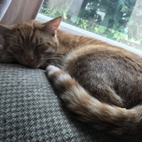 Entry image for Donnor