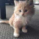 Entry image for Teddy