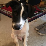 Entry image for Charlie