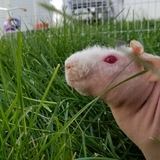 Entry image for Wilbur