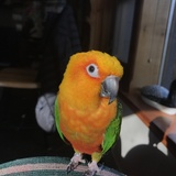 Entry image for Theo 