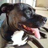 Entry image for Pepper