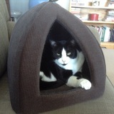 Entry image for Cookie