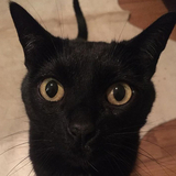 Entry image for Mykneeout 