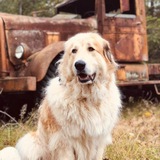 Entry image for Cooter