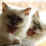 Entry image for Kessy and Merlin