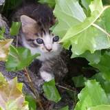 Entry image for Mikki