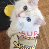 Entry image for Noodles