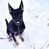 Entry image for Teague