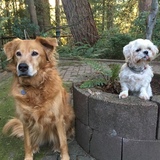 Entry image for Bella and Cleo