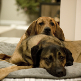 Entry image for Daisy & Tank