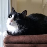 Entry image for Nori