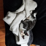 Entry image for Yuki