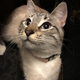 Entry image for BELLE