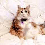 Entry image for Baby Meow