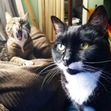 Entry image for Dickie and Butters