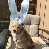 Entry image for Oakley