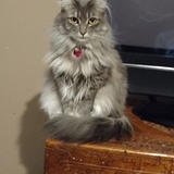 Entry image for Gemma Fluffy Bum