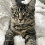 Entry image for Ellie